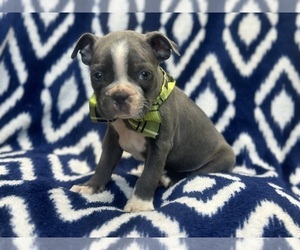 Boston Terrier Puppy for sale in LAKELAND, FL, USA