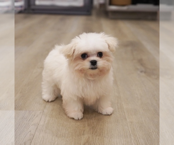 Full screen Photo #4 Maltese Puppy For Sale in LOS ANGELES, CA, USA