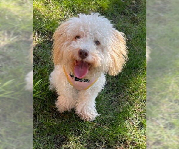 Medium Photo #1 Poodle (Miniature)-Unknown Mix Puppy For Sale in Martinez, CA, USA