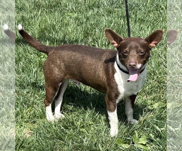 Medium Photo #3 Chiweenie Puppy For Sale in Batavia, OH, USA
