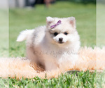 Small Photo #70 Pomeranian Puppy For Sale in WARSAW, IN, USA