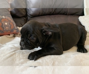 French Bulldog Puppy for sale in JOHNS ISLAND, SC, USA