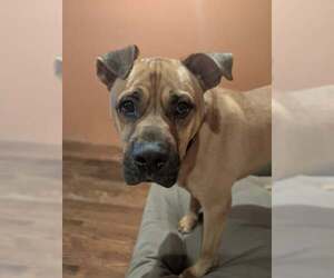 Boxer-Unknown Mix Dogs for adoption in Louisville, KY, USA