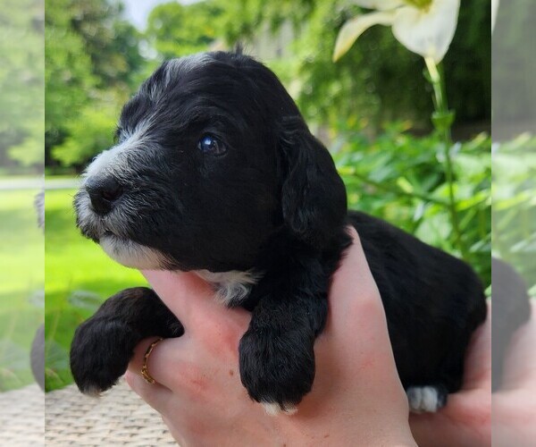 Medium Photo #3 F2 Aussiedoodle Puppy For Sale in COLUMBIA, TN, USA