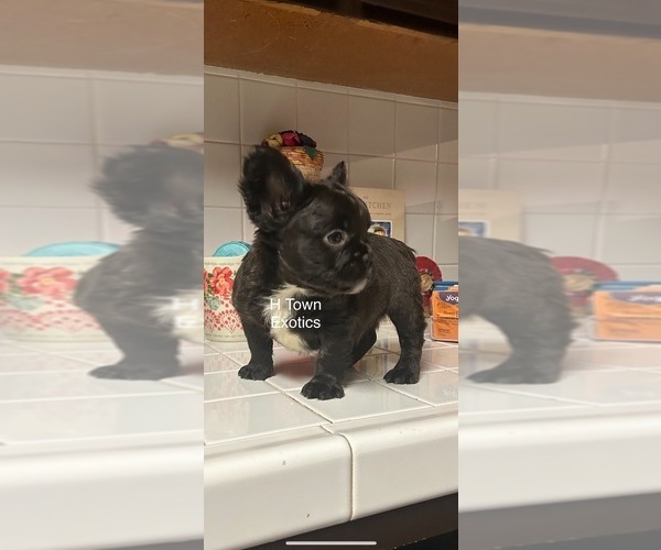 Medium Photo #1 French Bulldog Puppy For Sale in BOWLING GREEN, KY, USA