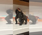 Small Photo #1 French Bulldog Puppy For Sale in BOWLING GREEN, KY, USA