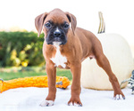 Small Photo #59 Boxer Puppy For Sale in WAKARUSA, IN, USA