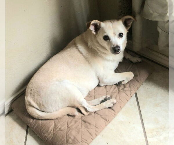 Medium Photo #1 Chiweenie Puppy For Sale in San Antonio, TX, USA