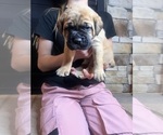 Small Photo #3 Cane Corso Puppy For Sale in CHESAPEAKE, VA, USA