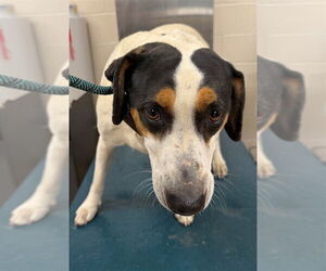 Mutt Dogs for adoption in Mobile, AL, USA