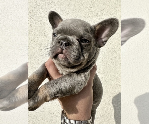 Medium Photo #6 French Bulldog Puppy For Sale in LEANDER, TX, USA
