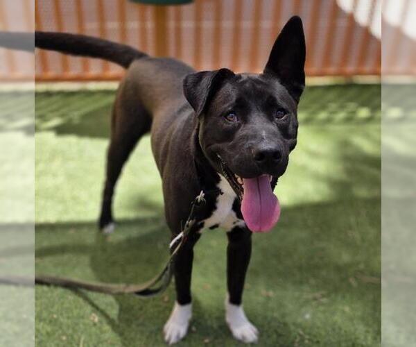 Medium Photo #2 German Shepherd Dog-Unknown Mix Puppy For Sale in Las Vegas, NV, USA