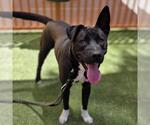 Small #1 German Shepherd Dog Mix