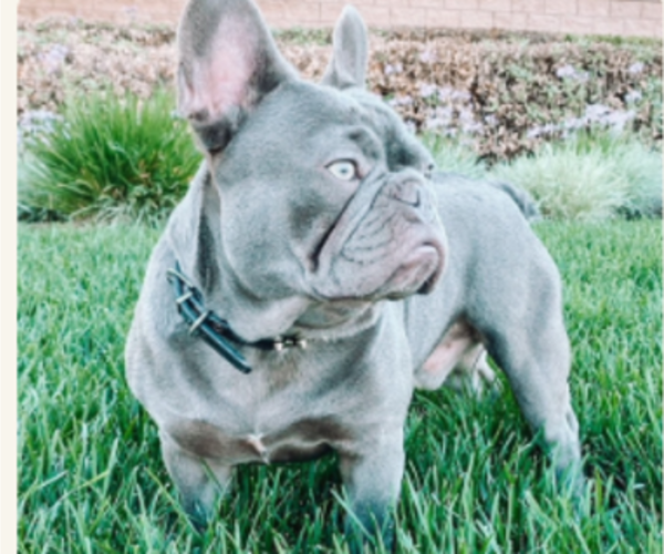 Medium Photo #1 French Bulldog Puppy For Sale in REDLANDS, CA, USA