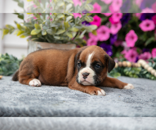 Medium Photo #2 Boxer Puppy For Sale in GRABILL, IN, USA