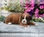 Small #1 Boxer