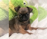 Small Photo #3 Brussels Griffon Puppy For Sale in LEXINGTON, VA, USA