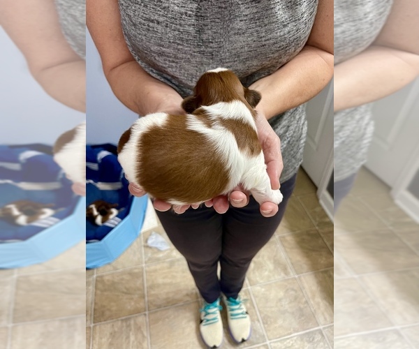 Medium Photo #6 Shih Tzu Puppy For Sale in SUGAR HILL, GA, USA