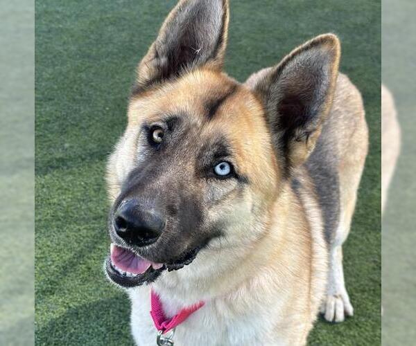 Medium Photo #1 German Shepherd Dog-Siberian Husky Mix Puppy For Sale in Camarillo, CA, USA
