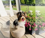 Small Biewer Terrier
