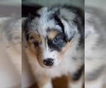 Puppy AKC Strawberry Australian Shepherd