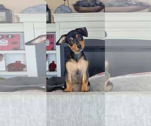 Cremini - Male Chipin Dog for Adoption - Photo #4