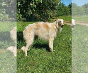Borzoi Puppy for sale in NORTH LEWISBURG, OH, USA