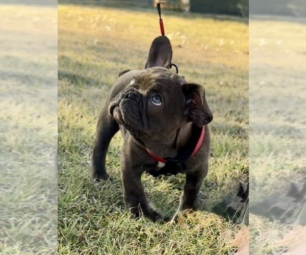 Medium Photo #3 French Bulldog Puppy For Sale in TEMPLE, TX, USA