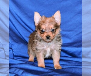 Yoranian Puppy for sale in ROCK VALLEY, IA, USA