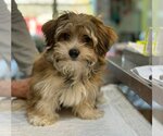 Small Photo #1 Shih Tzu-Unknown Mix Puppy For Sale in Benton, LA, USA