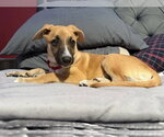 Small #2 Black Mouth Cur Mix
