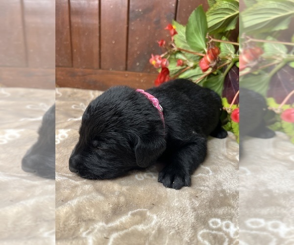 Medium Photo #12 Labrador Retriever Puppy For Sale in NEOLA, WV, USA