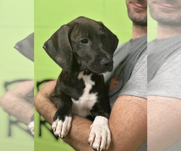 Medium Photo #1 Mutt Puppy For Sale in Elmsford, NY, USA