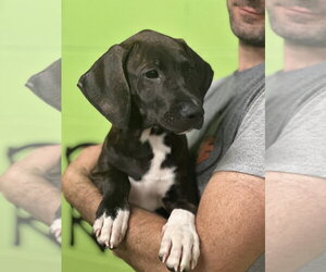 Mutt Dogs for adoption in Elmsford, NY, USA