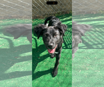 Small #3 Mutt