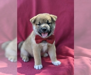 Shiba Inu Puppy for sale in ATGLEN, PA, USA