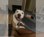 Small #1 American Pit Bull Terrier-Staffordshire Bull Terrier Mix