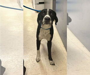 German Shorthaired Pointer-Unknown Mix Dogs for adoption in Princeton, MN, USA