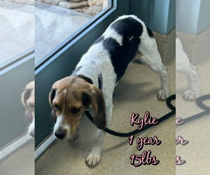 Mutt Dogs for adoption in Woodbury, NY, USA