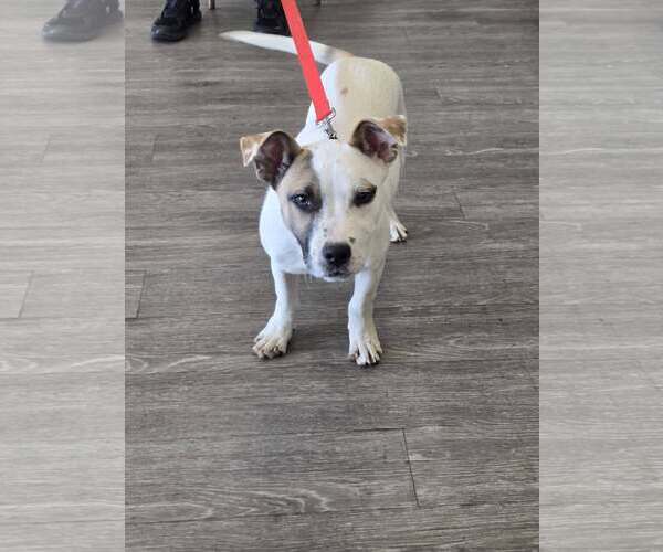 Medium Photo #3 Mutt Puppy For Sale in Woodbury, NY, USA