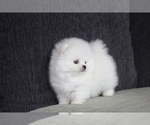 Small Photo #5 Pomeranian Puppy For Sale in MANHATTAN, NY, USA