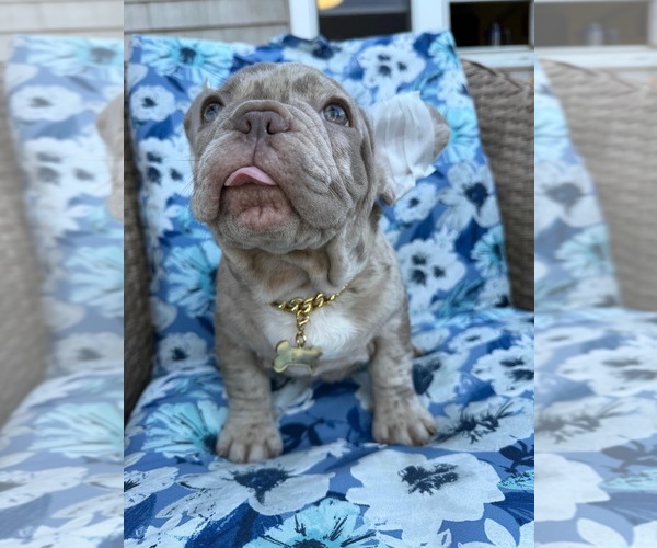 Medium Photo #2 French Bulldog Puppy For Sale in REVERE, MA, USA