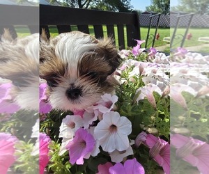Medium Shih Tzu