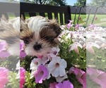Puppy Puppy 2 Shih Tzu