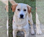 Small #2 Labrador Retriever Mix