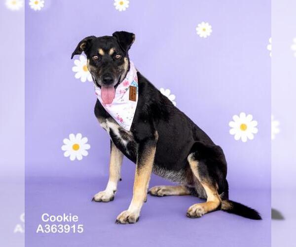 Medium Photo #2 German Shepherd Dog-Unknown Mix Puppy For Sale in Conroe, TX, USA