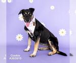 Small #1 German Shepherd Dog Mix