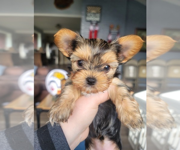 Medium Photo #7 Yorkshire Terrier Puppy For Sale in LINCOLN CITY, OR, USA