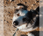 Small #3 Australian Shepherd Mix