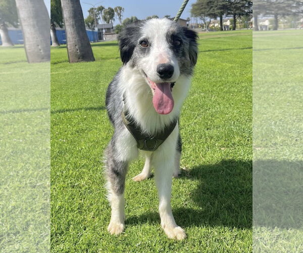 Medium Photo #2 Border Collie-Unknown Mix Puppy For Sale in Corona, CA, USA